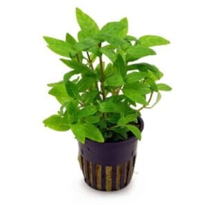 Staurogyna sp repens