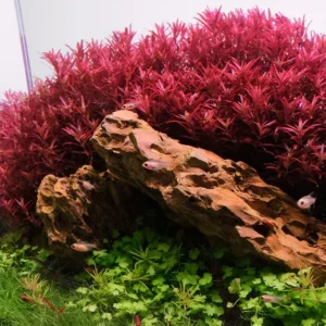 Rotala sp. blood red