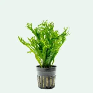 Microsorum Windeløv (crisped leaves)