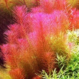 Rotala walichi