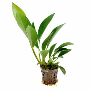 Anubias congensis round
