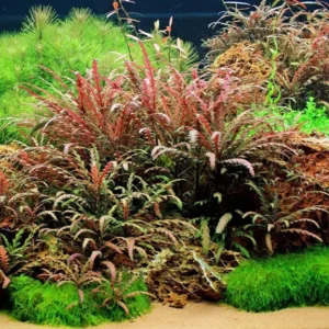 Hygrophila pinnatifida