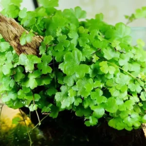 Hydrocotyle tripartita (sp. Japan)