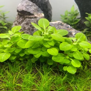 Lobelia cardinalis mini