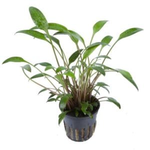 Cryptocoryne x willissii nevellii