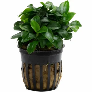 Anubias nana bonsaï