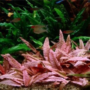Cryptocoryne wendtii tropica sp. Flamingo