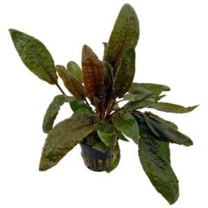Cryptocoryne wendtii Tropica