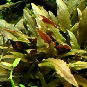 Cryptocoryne beckettii