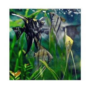 ESCALAR SURTIDO 3-3.5CM