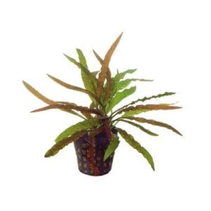 Cryptocoryne costata