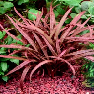 Cryptocoryne spiralis red "pink panther