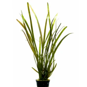 Vallisneria gigantea