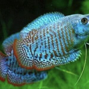 COLISA LALIA ROYAL AZUL MACHO