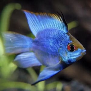 RAMIREZI BALON AZUL ELÉCTRICO