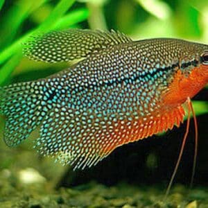 GOURAMI PERLA