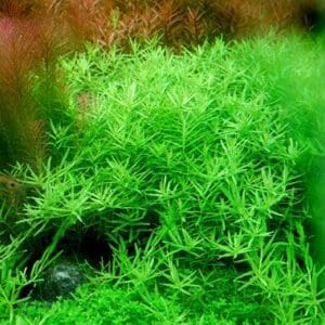 Rotala sp. Verde