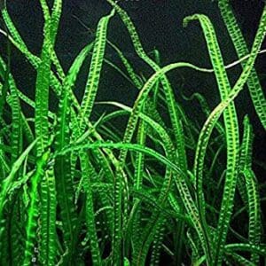 Cryptocoryne balansae