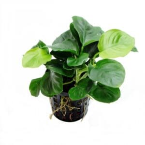 Anubias Bateri sp. coin leaf