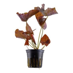 Nymphea tigerlotus (bulbo)