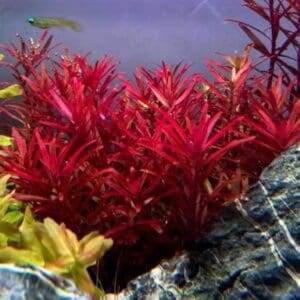 Rotala vietnam h ra