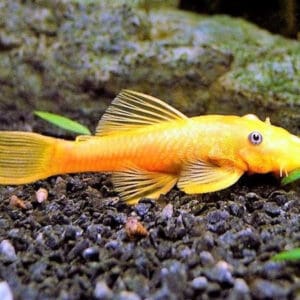 ANCISTRUS ALBINO 2.5-3CM