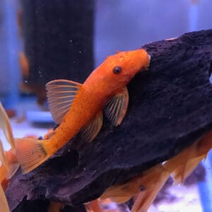 ANCISTRUS SUPER RED 3-3.5 CM