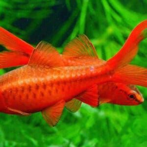 BARBO CEREZA VELO 2-2.5CM