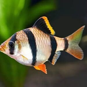 BARBO TETRAZONA 2.5-3CM