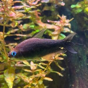 TETRA EMPERADOR NEGRO 3-4CM