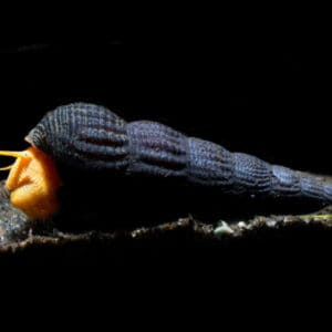 TYLOMELANIA SCALARIOPAS (ORANGE)