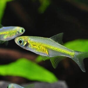 RASBORA KUBOTAI 1-2CM