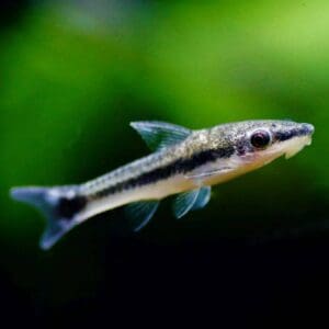 OTOCINCLUS AFFINIS 3-4CM