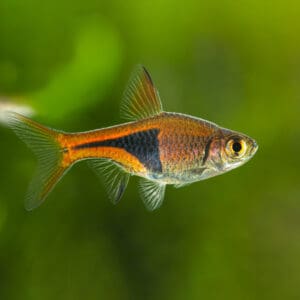 RASBORA ARLEQUIN