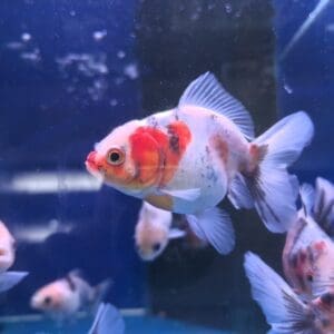 ORANDA CALICO 6-7 CM