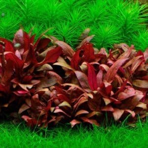 Alternanthera reineckii ‘Mini’