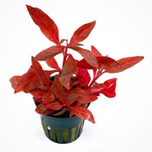 Alternanthera reineckii Rosanervig