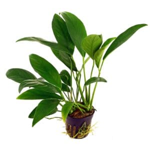 Anubias barteri glabra