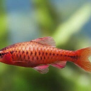 BARBO CEREZA 3-3.5CM