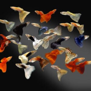 GUPPY MACHO SURTIDO