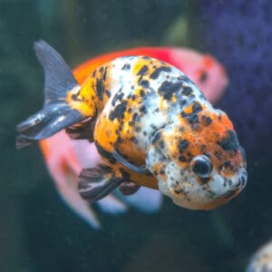 RANCHU CALICO  10-12CM