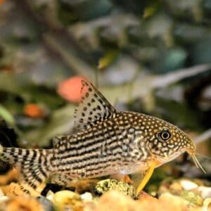 CORYDORAS STERBAI 3-3.5CM