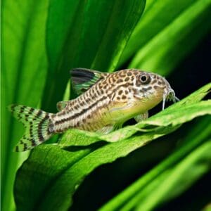 CORYDORAS JULII 2.3-3