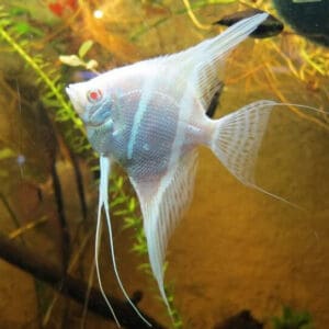 ESCALAR ALBINO 3-4CM