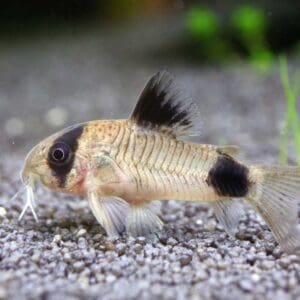 CORYDORAS PANDA 2.5-3CM