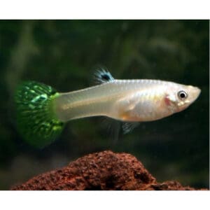 GUPPY HEMBRA SURTIDA