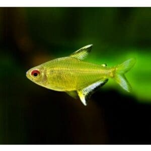 TETRA LIMON