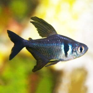 TETRA FANTASMA NEGRO
