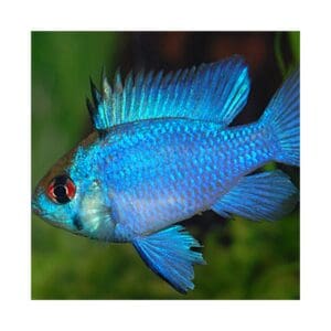 RAMIREZI AZUL ELÉCTRICO 3-4CM