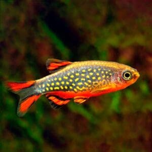 RASBORA GALAXY 0.8-1CM
